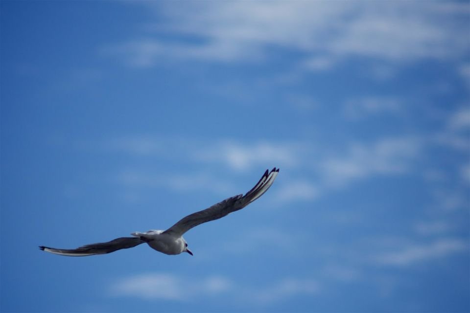 Seagull flying freely across a blue sky – staying free after deliverance in Christ