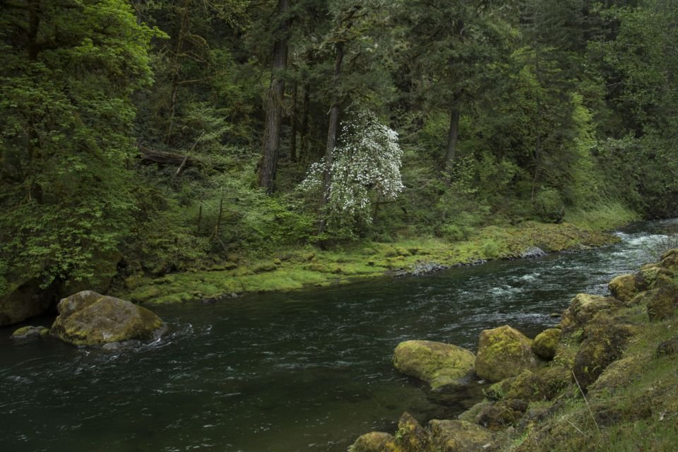 A clear stream flowing through a green forest – flowing water stays fresh, and God makes rivers in the desert (Isaiah 43:19)