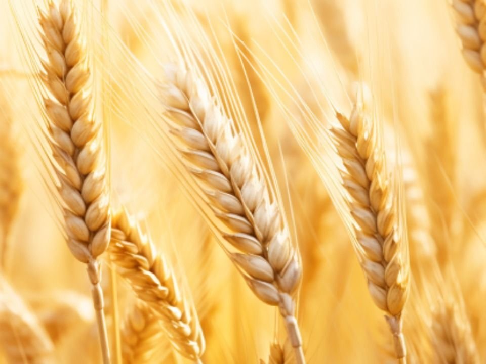 Golden ears of wheat ready for harvest – God establishing the work of our hands