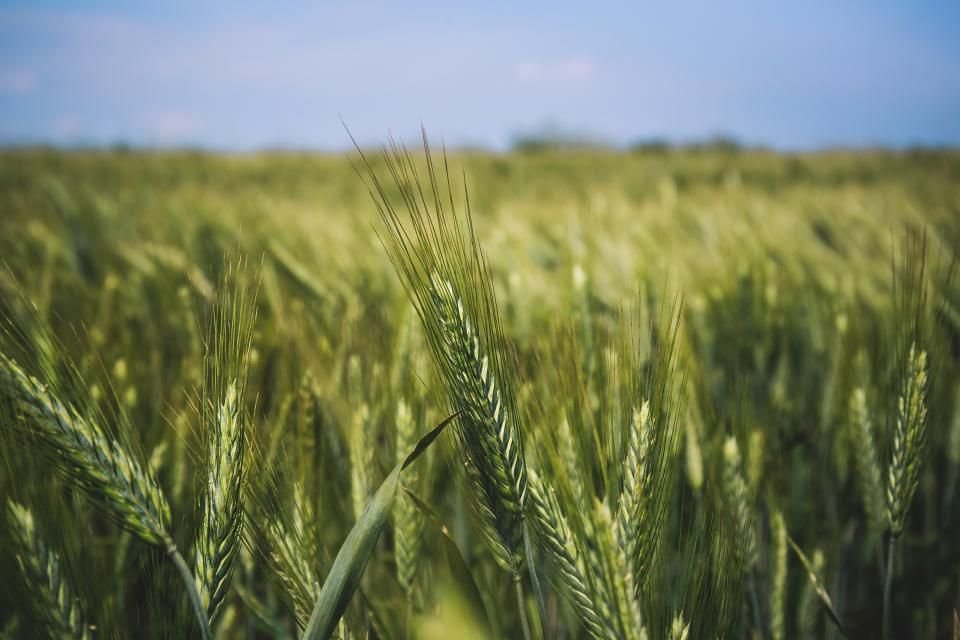 A green wheat field growing under a blue sky – a picture of seedtime, harvest and God's faithful provision