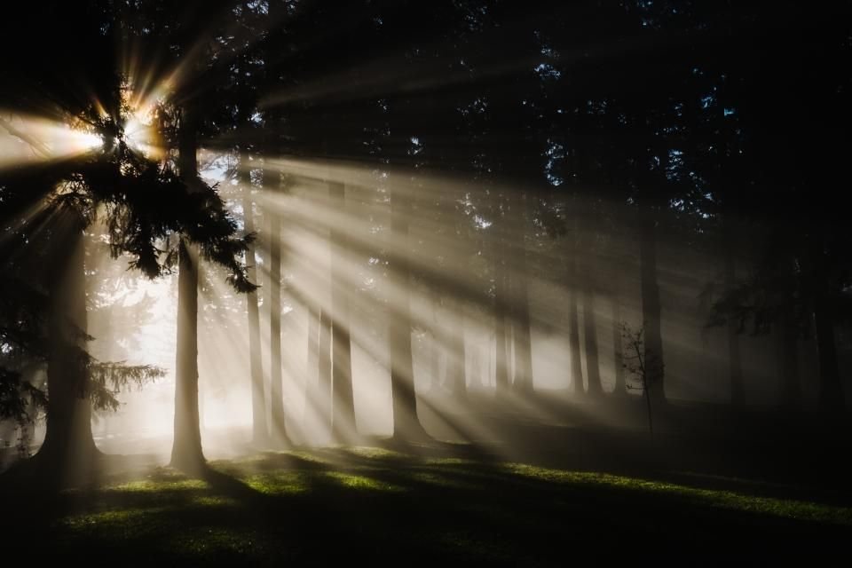 Morning sunlight breaking through trees – light breaking forth after fasting and prayer