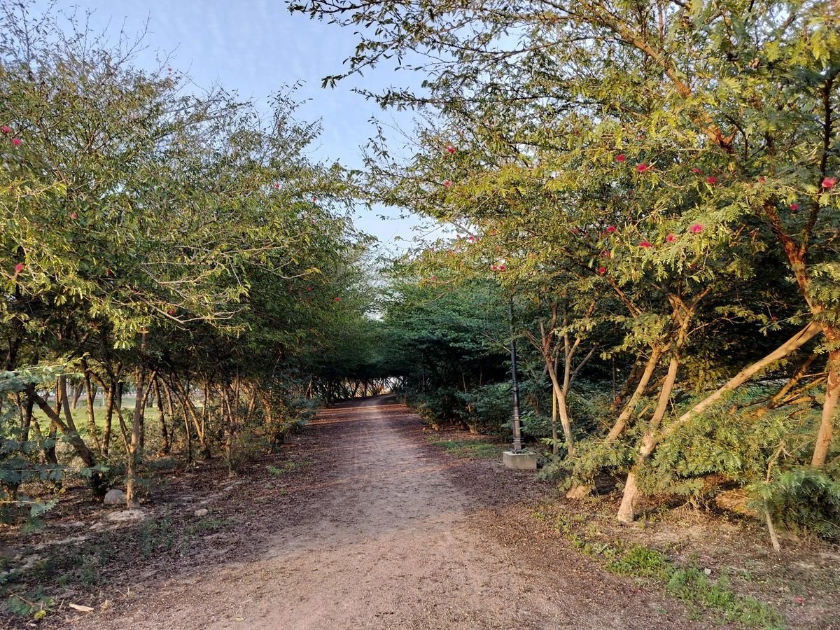 A peaceful tree-lined path in soft light – hope and a clear way forward for a Christian relationship