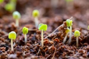 Small green seedlings pushing up through the soil – a picture of new growth after a long season of waiting