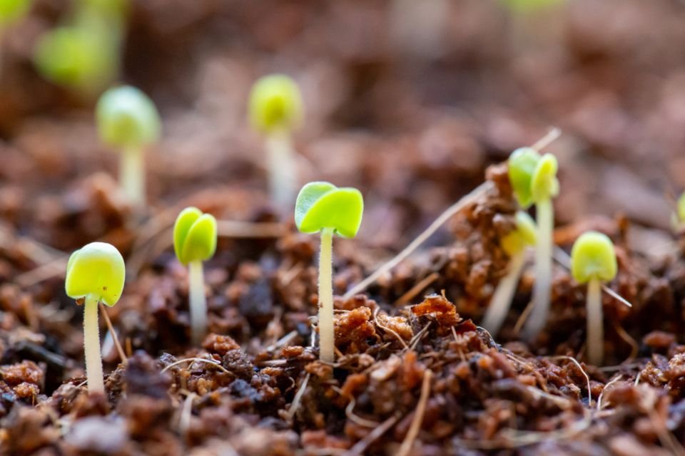 Small green seedlings pushing up through the soil – a picture of new growth after a long season of waiting