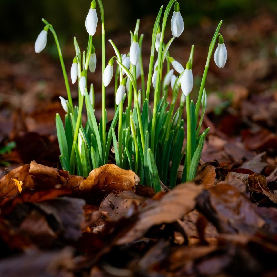 White snowdrop flowers growing up through dry autumn leaves – new life breaking through after a hard season