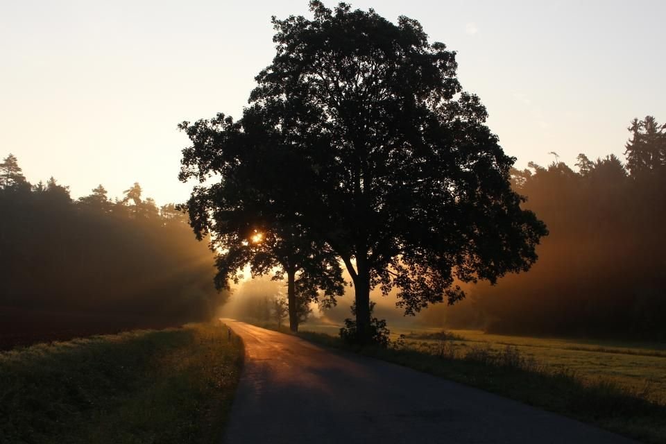 Tree-lined road at sunrise with light breaking through – walking a new path after breaking generational curses